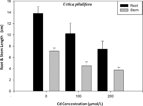 Figure 1. Root and stem lengths of U. pilulifera seedlings at different Cd concentrations.