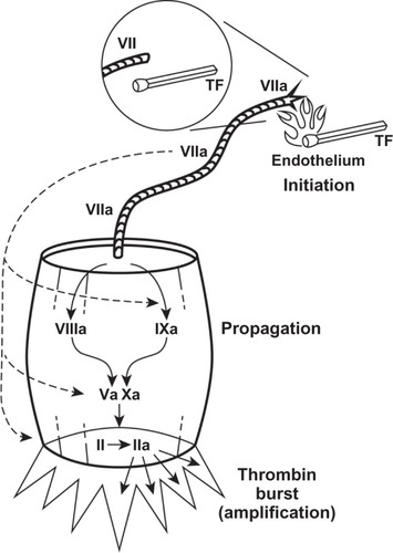 Figure 1 Factor VII is activated by tissue factor to VIIa, much the way a match is lit when struck (initiation).