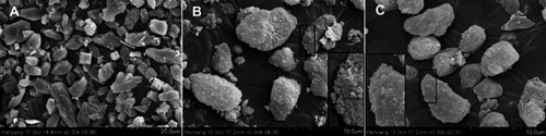 Figure 3 SEM images of (A) MTX powder (x2,000), (B) calcium silicate (×5,000), and (C) solid SMEDDS (×5,000).