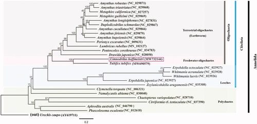 Figure 1. Molecular phylogeny of L. hoffmeisteri (MW732144), one species in freshwater oligochaetes, 13 species in terrestrial oligochaetes (Earthworm), five species in Leeches, five species in Polychaetes, and two outgroup species based on complete mitogenome. The complete mitogenomes are downloaded from GenBank and the phylogenetic tree is constructed by the Maximum-likelihood method with 1,000 bootstrap replicates.
