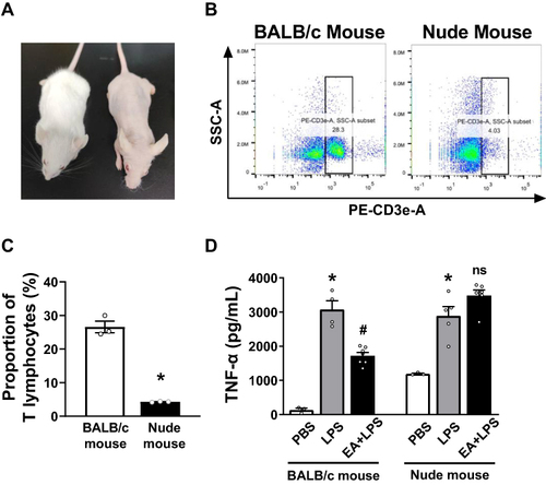 Figure 6 Identification of nude mice lacking T lymphocytes and ELISA detection of serum TNF-α concentration. (A) Morphological observation of BALB/c mice and BALB/c nude mice. (B) The anti-mouse CD3-PE antibody was used to identify T lymphocytes in splenocytes of BALB/c mice and nude mice. The cells in the right box were the CD3+ T lymphocytes. (C) The percentage of CD3+ T lymphocytes of the BALB/c mice and nude mice (n = 3/group, *P < 0.05, compared to BALB/c mice.) (D) Serum was collected 2 h after i.p. injection of PBS or LPS in BALB/c mice and nude mice, and the serum TNF-α concentration in each group was detected by ELISA. (n = 5/group, *P < 0.05, compared to PBS control mice; #P < 0.05, compared to endotoxemic mice).