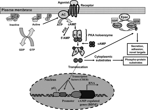 Figure 1 Overview of the adenylyl cyclase–cyclicAMP signaling system. In this signaling pathway, the binding of agonists to receptors leads to the activation of G proteins, which in turn activate adenylyl cyclase. In the inactive state the α subunit of G protein is bound to GDP and to βγ subunits. The binding of agonists to receptors causes an interaction of receptors with G proteins, which, in turn, releases GDP in exchange with GTP. This leads to generation of α-GTP and a βγ subunits dimer. Both α and βγ subunits can interact with effectors. Activation of adenylyl cyclase causes generation of cAMP from ATP. cAMP binds to the regulatory (R) subunits of tetrameric PKA holoenzymes. The binding of cAMP to an R subunit lowers its affinity for the C subunit. This causes the release of free catalytic (C) subunits. The C subunit can catalyze reversible protein phosphorylation and irreversible phosphorylation of newly synthesized peptides. Phosphorylation of substrates can occur in the cytoplasm or, after translocation of the C subunits, in the nucleus. One of the substrates of PKA is transcription factor cyclicAMP response element binding protein CREB, which regulates transcription of many neuronally expressed genes, including brain-derived neurotrophic factor (BDNF). The exchange protein activated by cAMP (Epac) is stimulated by cAMP to exchange GDP with GTP on Rap-1. Rap can also be regulated by phosphorylation by a C subunit of PKA. Deactivation of PKA is achieved through degradation of cAMP to 5’AMP by cAMP-specific phosphodiesterases.