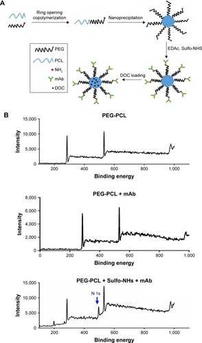 Figure 1 Synthesis of DOC-PEG-PCL-mAb NPs and XPS spectrum results.Notes: (A) Schematic illustrating the fabrication of PD-L1 mAb-conjugated PEG-PCL NPs: the NPs comprise a PCL core with DOC loaded, a hydrophilic and stealth PEG shell on the surface of the core, and a mAb coating. (B) Representative XPS spectrum and N 1s peak of different NPs groups.Abbreviations: DOC, docetaxel; mAb, monoclonal antibody; NP, nanoparticle; PEG-PCL, poly (ethylene glycol)-poly (ε-caprolactone); XPS, X-ray photoelectron spectroscopy.