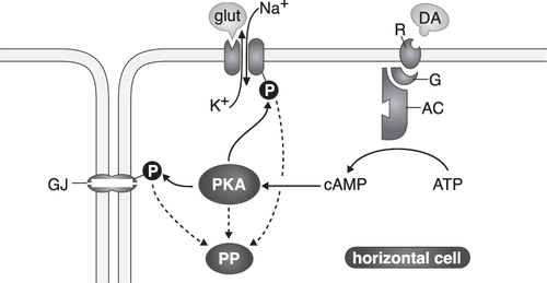 Figure 5 A scheme of the modulation of horizontal cells by dopamine in fish. Dopamine (DA) interacts with receptors linked to a G-protein (G) and adenylate cyclase (AC). Adenylate cyclase catalyzes the formation of cyclic AMP (cAMP) from ATP. Cyclic AMP activates protein kinase A (PKA) that may directly phosphorylate (P) gap junctional channels (GJ) and channels activated by glutamate (glut), or phosphatase (PP) that dephosphorylates these channels. Phosphorylation and dephosphorylation of the channels modifies ion flow across them. With permission from “The Retina: An approachable part of the brain”, J.E. Dowling, Harvard University Press, 2012, see Chapter 5.