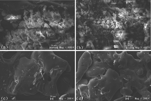 Figure 5. Scanning electron micrographs of (a) native Morchella protein hydrolysate (MPHN), (b) heat-treated MPH (MPHH), (c) MPH–xylose mixture (MPH-XM), and (d) glycosylated MPH (MPHG).Figura 5. Micrografías electrónicas de barrido de (a) de Morchella nativa (MPHN), (b) de MPH tratada térmicamente (MPHH), (c) de una mezcla MPH – xilosa (MPH-XM), y (d) de MPH glicosilada (MPHG).