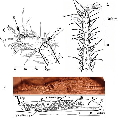 Figures 5–7. Labidostomma motasi, female. 5, Paraxial view of the tarsus I. 6, Leg I, laterodorsal view of tibia and genu. 7, Ocular zone, view of the lateral line of pores.