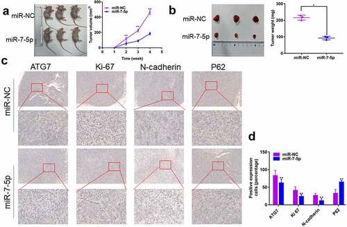 Figure 7. MiR-7-5p inhibits the development of tumors in vivo. (a, b) T24T cells (5 × 106) stably transduced and expressing miR-7-5p or miR-NC were implanted subcutaneously into nude BALB/c mice (four weeks old, female), and tumor size and volume were evaluated weekly. After 28 days, tumors were collected; the tumors were lower in weight and volume in miR-7-5p mimic mice than in mimic NC mice. (c) IHC staining showed that miR-7-5p mimic transfection resulted in decreased expression of ATG7, Ki-67 and N-cadherin and increased expression of P62 in tumors. The data are shown as the mean ± SEM, **P < 0.01 (Student’s t-test).