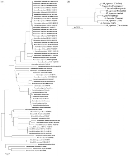 Figure 1. Maximum likelihood (ML) tree based on mitochondrial cox1 sequences. (A) ML tree based on 604 bp cox1 sequences of land leech specimens from around the world and 10 H. japonica specimens from Japan. (B) ML tree based on 1569 bp cox1 sequences of 10 H. japonica specimens from Japan. The bootstrap value based on 1000 replicates is shown on each node.