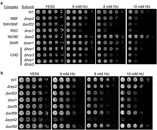 Figure 1. Genetic interaction between chromatin remodeler complexes and HU sensitivity. (a) Fivefold serial dilutions of the strains indicated on the left were spotted onto rich media or in media with 6 mM HU, 8 mM HU, or 10 mM HU. Plates were incubated at 30°C for 2–4 d. (b) Fivefold serial dilutions of the strains indicated on the left were spotted onto rich media or in media with 6 mM HU, 8 mM HU, or 10 mM HU. Plates were incubated at 30°C for 2–4 d