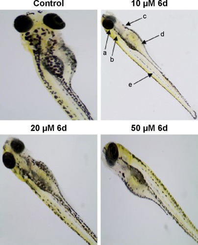 Figure 8 Zebrafish embryos (48 hpf) were treated with 10, 20 and 50 µM of 6d.