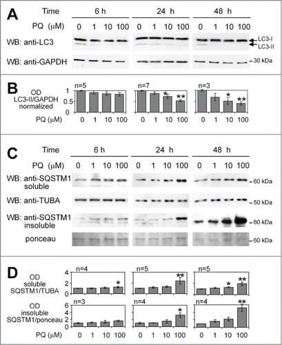 Figure 1. Paraquat-induced changes in LC3-II and SQSTM1 levels suggest time- and dosage-dependent inhibition of basal autophagy. (A) Time- and concentration-dependent decrease in LC3-II levels in response to PQ. U373 cells were treated with 3 different concentrations of PQ for the indicated times before lysis. LC3-II was analyzed by 15% SDS-PAGE and WB. (B) The experiment was repeated from n = 3 to 7 times as indicated. Bars represent the mean of LC3-II optical density (OD) +/− SEM normalized to vehicle-treated controls, which were set to 1. Statistical analysis was performed by ANOVA followed by Dunnett's post-test; 3 – 9 OD values for each group, 4 groups; *P < 0.05, **P < 0.01. (C) Time- and dosage-dependent accumulation of SQSTM1 in soluble and detergent-resistant fractions. The samples from the experiments described in (A) and the corresponding Igepal 1% insoluble fraction of lysates were loaded on 8% SDS-PAGE gels and analyzed for SQSTM1 expression by WB. (D) Densitometric and subsequent statistical analysis were performed as described in (A) for n experiments. TUBA/α-tubulin or ponceau staining used as loading controls, were used for OD normalization. Four–8 OD values for each group, 4 groups, *P < 0.05, **P < 0.01.