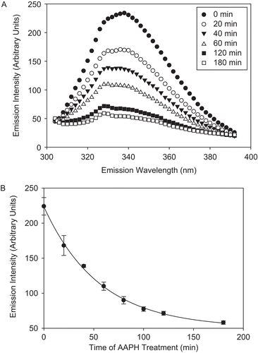 Figure 4.  Kinetics of tryptophan (Trp) fluorescence loss of CS as a result of AAPH treatment. CS (6 μM) was incubated with 40 mM AAPH, aliquots were removed at several time points, diluted, and the fluorescent emission intensity was measured at 300–400 nm upon excitation at 295 nm, as described in “Materials and methods.” (A) Trp fluorescence spectra of AAPH-treated CS over time. (B) Decrease in the emission intensity at 330 nm. Means of three independent experiments ± SEM are shown.