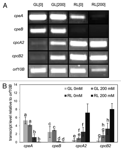 Figure 1. Accumulation of phycobiliprotein gene transcripts in cells grown with or without sodium chloride (NaCl) salt under green light (GL) or red light (RL). RT-PCR analyses of the expression of cpeA, cpeB, cpcA2 and cpcB2 in Fremyella diplosiphon grown with (200 mM) or without (0 mM) NaCl under GL or RL. The transcript level of the orf10B gene was used as an internal control for each sample. (A) Representative agarose gel images and (B) average transcript levels relative to orf10B (± SD) calculated using densitometry measurements of three independent biological replicates. Identical letters over bars represent a homogeneous mean group (p > 0.05) within the bars for a single gene.