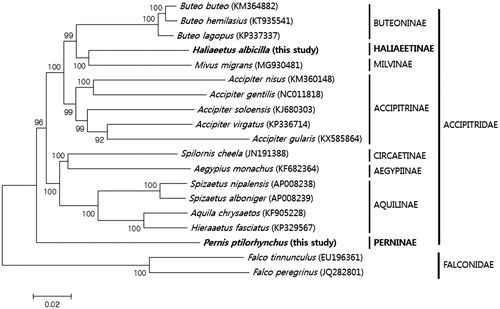 Figure 1. The consensus neighbor-joining phylogenetic tree of eight Accipitridae subfamilies. Accipitridae mitogenome sequences were from this study (in bold) and GenBank; two Falco mitogenomes, also from GenBank, were used as outgroups. Number on the nodes is bootstrap values, estimated for concatenated sequences of 13 protein-coding genes and two ribosomal RNA genes.