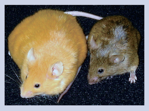 Figure 2. One-year-old female isogenic Avy mice.The mother of the yellow offspring ate normal mouse chow during pregnancy, whereas that of the brown offspring ate mouse chow supplemented with methyl donors. Coat color and size differences are due to variations in the epigenome; an example of nature via nurture.
