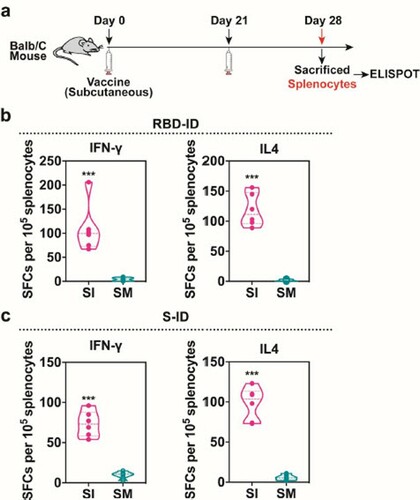 Figure 4. Cellular immune responses in RBD-ID-iummunized or S-ID-immunized BALB/c mice. The BALB/c mice were immunized subcutaneously with 25 μg recombinant RBD-ID (n = 6), S-ID (n = 6), or aluminum hydroxide gel (control, n = 6) per mouse, and boosted with an equivalent dose 21 days later. Splenocytes were collected at days 28 after the initial immunization and tested for T cell response. (a) Schedule of immunization and sample collection. (b) ELISPOT assay for IFN-γ and IL-4 in the splenocytes of the mice immunized with RBD-ID or (c) S-ID. Data are shown as violin plot with all points. Unpaired two-tailed Student's t-test, **p < 0.01. Abbreviations: SI, immunized mice stimulated with RBDID or S-ID; SM, mock-immunized mice stimulated with RBD-ID or S-ID.