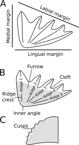 FIGURE 1. Tooth plate terminology used in this paper. A, orientation of medial, labial, and lingual margins of a tooth plate. B, terminology of parts of a tooth plate. Gray area represents approximate region of occlusal surface. C, lateral view of the end (at the labial edge) of a single tooth ridge showing unworn cusps.