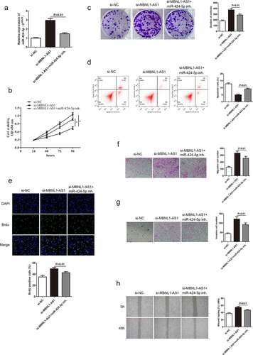 Figure 6. Knockdown of miR-424-5p reverses the promotion of GC cell progression mediated by si-MBNL1-AS1. (a) qRT-PCR detecting miR-424-5p expression level in three groups: si-NC, si-MBNL1-AS1, and si-MBNL1-AS1+ miR-424-5p inhibitor. (B, C, and E) CCK-8, colony formation, and BrdU assays showing cell proliferation. (d) Flow cytometry analysis showing cell apoptosis capacity. (F, G, and H) Transwell and wound healing assays showing the effect of cell migration and invasion abilities among three groups.