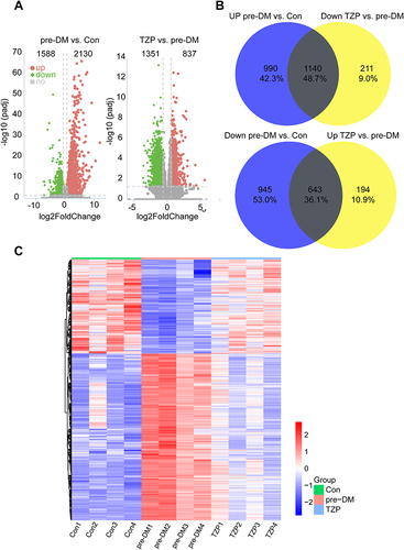Figure 6 DEGs regulated by TZP. (A) Volcano plots of differentially expressed genes (DEGs) in pre-DM/Con and TZP/pre-DM. (B) 1140 down-regulated and 643 up-regulated DEGs by treatment with TZP. (C) Heatmap of 1783 crossed-differently expressed genes in the three groups.