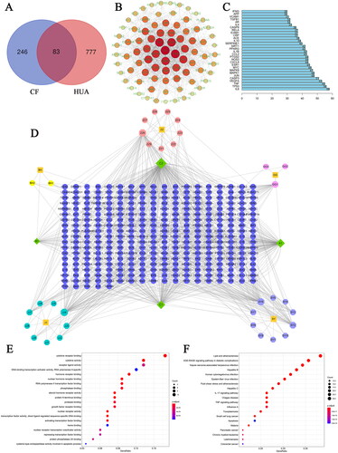 Figure 3. Network pharmacology-based analysis. (A) The Venn diagram of CF-HUA. (B) The protein–protein interaction (PPI) network of CF in the treatment of HUA. (C) Top 30 key targets of CF for HUA. (D) The drug-potential active ingredient-target network. (E) Gene Ontology (GO) function analysis of common targets. (F) Kyoto Encyclopaedia of Genes and Genomes (KEGG) pathway enrichment analysis of common targets.