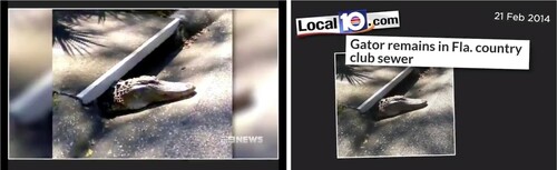 Figure 1. American alligators in Australia.Note: Australia-based Nine News was complicit in amplifying a photo of what was allegedly a crocodile in the streets of Townsville, QLD, Australia, during a 2019 flood but, in reality, depicted an American alligator in Florida, USA, from six years prior.