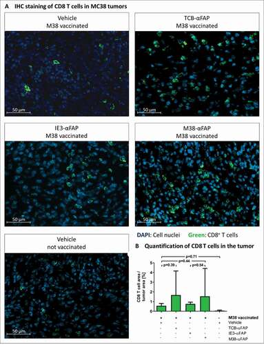 Figure 7. CD8 T cell infiltration in solid MC38-FAP tumors after a single treatment with compounds