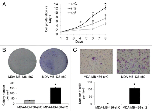 Figure 2. GABARAPL1 knockdown promotes cell growth, colony formation, and invasion. (A) MDA-MB-436-shC, sh2 and sh5 cell growth was determined using a MTT assay over an 8-d period. All data were normalized to the number of cells at d 1 for each cell line. *P < 0.05, vs shC (n = 24). (B) MDA-MB-436-shC and sh2 cells (3,000 in 6-well plates) were grown for a period of 12 d then fixed and stained with crystal violet. The number of colonies was then determined using the Vision-Capt software (VilberLourmat). A representative experiment of 3 performed is shown. *P < 0.05, vs shC (n = 3). (C) MDA-MB-436-shC and sh2 cells were grown in modified Boyden chambers coated with ECM gel. After a 24 h incubation at 37 °C, cells in the upper chamber were swabbed while cells in the lower chamber were fixed, stained with crystal violet and counted using a light microscope at a high magnification (×400). A representative experiment of 3 performed is shown. *P < 0.05, vs shC (n = 3).