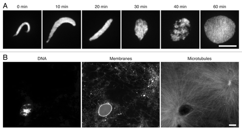 Figure 2. Pronuclear assembly in Xenopus egg extracts. (A) Sperm chromatin was added to metaphase egg extracts, released into interphase and visualized at the indicated time points with 1 μg/ml Hoechst 33342. (B) Fully assembled pronucleus at 60 min. DNA was visualized with Hoechst 33342; nuclear and endoplasmic-reticular membrane with 1 μM CM-DiI lipophilic dye; microtubules with 0.2 μM Alexa-Fluor-488 labeled bovine tubulin. Scale bars, 10 μm.