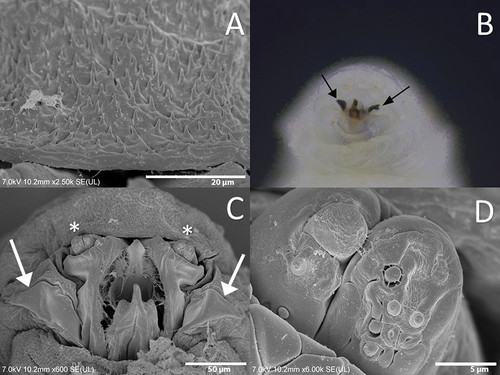 Figure 4. Third instar larva of Sphaerophoria rueppellii. A. Head dorsal surface; B. Head and thorax (arrows, lateral lips); C. Head (arrows, lateral lips; asterisk, antennomaxillary organs); D. Detail of the antennomaxillary organs.