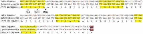 Figure 1. Design of coding sequence of chromogranin A-derived peptide CGA-N12 with four copies. Yellow highlight color showed processing sites of Kex2 and Ste13 proteases. Red letters showed the difference of codon between native sequence and optimized sequence