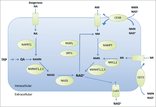 Figure 1. Pathways involved in NAD+ biosynthesis and catabolism. Metabolites: NA, nicotinic acid or niacin; TRP, tryptophan; QA, quinolinic acid; NAMN, NA mononucleotide; NAAD, nicotinic acid adenine dinucleotide; NAD+, nicotinamide adenine dinucleotide (oxidized); NM, nicotinamide; NMN, NM mononucleotide; NR, nicotinamide riboside. Metabolic enzymes are: NAPRT1, nicotinic acid phosphoribosyltransferase; NMNAT1,2,3, nicotinamide nucleotide adenylyltransferases; NADS, NAD+ synthetase; PARPs, poly ADP-ribose polymerases; SIRTs, sirtuins; CD38, cluster of differentiation 38 or cyclic ADP-ribose hydrolase; NAMPT, nicotinamide phosphoribosyl transferase; NRK1,2, nicotinamide riboside kinases; Cx43, connexin43; CD73, cluster of differentiation 73 or ecto-5′-nucleotidase.