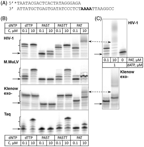 Figure 2. Incorporation of nucleotide-PAA conjugates into DNA. (A) DNA substrate used for a study. Asterisk at 5′ terminus of the primer denotes 33 P-labelled strand. Nucleotides utilised in primer extension are presented in bold. (B) Extension of the DNA substrate in the presence of various nucleotides. The concentrations are given in the table, above and below the corresponding lanes. In total, 5 nM of duplex DNA was incubated with 50 nM of polymerase (indicated on the left) in the presence of dTTP or conjugates at 37 °C for 5 min. Arrow indicate the position of the unreacted primer strands, brackets denote the products of primer extension. (C) Extension of PAT-containing DNA by dATP. Upon the completion of PAT incorporation reaction, dATP was added up to 1 µM and the reaction was continued at the same temperature for additional 5 min. PAT concentration is indicated in the table between the panels, the polymerases used in reactions are indicated on the right. Double-sided arrows mark a product of the DNA extension in the presence of PAT and further prolonged in the presence of dATP.