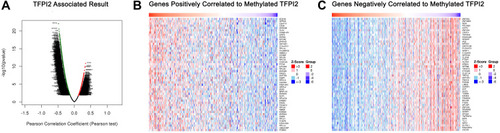 Figure 7 Genes differentially expressed in correlation with TFPI2 methylation in CRC (LinkedOmics). (A) A Pearson test was used to analyze correlations between TFPI2 methylation and genes differentially expressed in CRC. (B and C) Heat maps showing genes positively and negatively correlated with TFPI2 methylation in CRC (TOP 50). Red indicates positively correlated genes and green indicates negatively correlated genes.