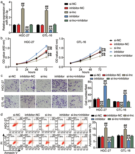 Figure 4. MiR-361-3p knockdown counteracted the functional role of BBOX1-AS1 silencing on GC progression. (a) The expression level of miR-361-3p was evaluated in groups of si-NC, inhibitor-NC, inhibitor, si-lnc, and si-lnc+inhibitor by qRT-PCR. (b-d) The cell proliferation (b), invasion (c), and apoptosis (d) were measured in groups of si-NC, inhibitor-NC, inhibitor, si-lnc, and si-lnc+inhibitor using CCK-8, Transwell and flow cytometry assays, respectively. **P < 0.001 vs si-NC, &&P < 0.001 vs inhibitor-NC. ##P < 0.001 vs si-lnc+inhibitor.