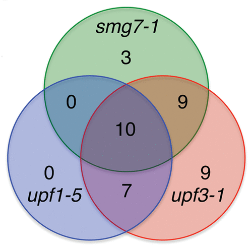 Figure 2. Upregulation of CpuORF-containing transcripts in Arabidopsis plants deficient in NMD. The universe list for the Venn diagram is Arabidopsis loci that are represented on the ATH1 GeneChip microarray and that have CpuORFs that are conserved between Arabidopsis and another plant species (77 transcripts, Hayden and Jorgensen, 2007, Tran, Schiltz and Bauman, 2008 and Takahashi et al., 2012).Citation18-Citation20 Each circle represents transcripts that are upregulated at least 1.5-fold p < 0.05.
