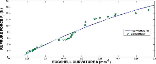 FIGURE 6 Effect of the eggshell curvature on the rupture force. Loading rate 0.0166 mm/s.