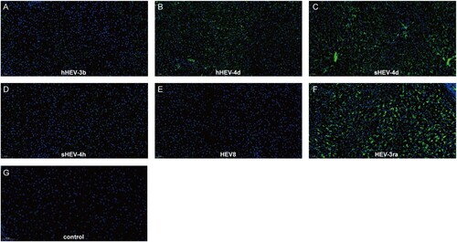 Figure 3. Immunofluorescence staining of HEV ORF2 in liver tissues. Positive signals of ORF2 were observed in liver section in successfully infected group B, C and F. No obvious positive signals were observed in group A, D, E and Control group I. Original magnification, ×20; HEV ORF2 antigen was stained with HEV ORF2-specific antibody in green; nuclei were stained with DAPI in blue.