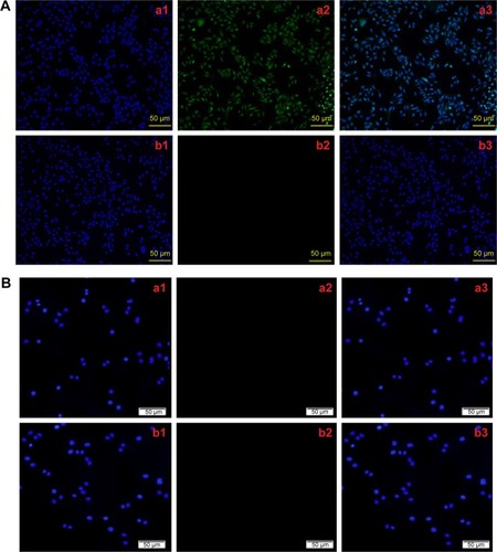 Figure 7 The specific interaction between cells and C225-IFNG-IMANS.