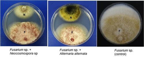 Figure 1. Inhibition of mycelial growth of Fusarium sp. strain SQUCC-F1-2 by Neocosmospora sp. strain SQUCC-F1-1 and Alternaria alternata strain SQUCC-F6-2. A, Alternaria alternata; N, Neocosmospora sp.; F, Fusarium sp.