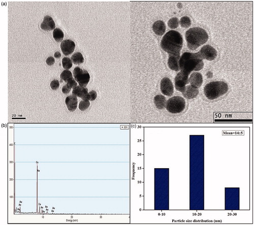 Figure 6. (a) HRTEM micrographs displays well-distributed spherical and triangle AuNPs with an average size of 14 ± 5 nm (b) EDAX analysis gives a strong signal for Au and (c) Particle size distribution of XsAuNPs.