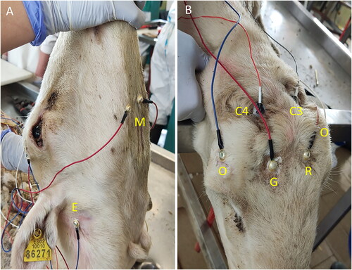 Figure 1. Electrode distribution on the sheep’s head.