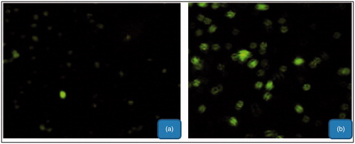 Figure 7. Cellular uptake of the CTS nanoparticles (a) and mGA-suc-CTS nanoparticles (b).
