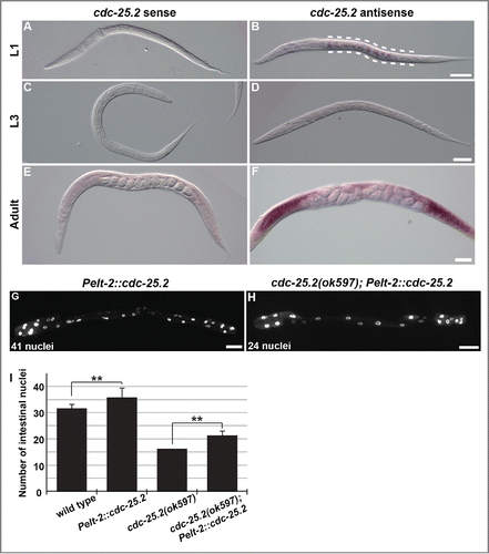 Figure 2. In situ expression pattern of cdc-25.2 mRNA and partial rescue of the cdc-25.2 mutant phenotype by intestinal cdc-25.2 transgene expression. (A-F) In situ hybridization of cdc-25.2 during larval development with a cdc-25.2 sense probe (A, C and E) and a cdc-25.2 antisense probe (B, D and F): (A, B) L1 stage; broken lines in (B) indicate the region of cdc-25.2 mRNA expression, (C, D) L3 stage, (E, F) adult stage; cdc-25.2 mRNA expression was observed in the gonads. Scale bars, 25 μm in (B), 50 μm in (D), and 100 μm in (F). (G) GFP-marked intestinal nuclei in a Pelt-2::cdc-25.2 transgenic adult worm, in which a cdc-25.2 transgene under the control of the intestine-specific elt-2 promoter was expressed in a wild-type background. (H) GFP-marked intestinal nuclei in a cdc-25.2(ok597); Pelt-2::cdc-25.2 transgenic adult worm, in which the Pelt-2::cdc-25.2 transgene was expressed in the cdc-25.2 mutant background. Left, the anterior side. Scale bars, 50 μm. (I) Average numbers of intestinal nuclei in wild-type adults (n = 22), Pelt-2::cdc-25.2 adults (n = 19), cdc-25.2(ok597) adults (n = 23), and cdc-25.2(ok597); Pelt-2::cdc-25.2 adults (n = 30). ** p < 0.001.