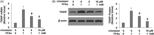 Figure 3. Cilostazol reduces FFA-induced expression of TxNIP in HAECs. Cells were stimulated with high FFAs (1 mM) with or without cilostazol (5, 10 μM) in HAECs for 36 h. (A). mRNA level of TxNIP as examined by real-time PCR; (B). Protein level of TxNIP as examined by western blot analysis (*, #, $, p < .01 vs. previous group).