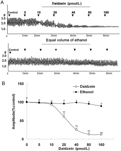 Figure 1.  Cumulative dose-response curve for the inhibitory effects of daidzein on the contractility of jejunal smooth muscle fragment (JSMF). Representative traces (A) and statistical analysis (B) of 5, 10, 20, 40, 80, and 160 μmol/L of daidzein on the contractility of JSMF are illustrated; the contractile amplitude of JSMF in normal contractile state is chosen as 100% (control); other data are the relative values compared with the control (n = 6). **p < 0.01 compared with the corresponding control.