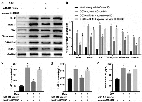 Figure 6. Overexpression of circ -0,006,332 nullifies the inhibition of miR-143 on DOX-induced cardiomyocyte pyroptosis in rats. a-b: Western blotting to detect levels of TLR2 protein and pyroptosis-related proteins (ASC, cleave-caspase-1, GSDMD-N, NLRP3, and HMGB1) in cardiac tissues; c-e: ELISA to detect IL-1β, IL-18, and TNF-α in rat serum; *p < 0.05 compared with the vehicle + agomir NC + oe-NC group, #P < 0.05 compared with the DOX + agomir NC + oe-NC group, $P < 0.05 compared with the DOX + miR-143 agomir + oe-NC group. Values in the figure were measurement data and expressed as mean ± standard deviation. One-way ANOVA and Tukey’s post hoc test were used for comparison among multiple groups (b-e).