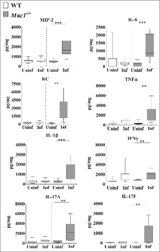 Figure 5. MUC1 deficiency is associated with elevated inflammatory cytokines responses in the lungs during S. pneumoniae infections. Cytokine levels from lung homogenates of wildtype (WT) and Muc1−/− mice (n = 13–14) infected with S. pneumoniae D39 strains for 16 hours were measured by ELISA. Infected Muc1−/− mice produced significantly higher amounts of all pro-inflammatory cytokines assayed, as compared with uninfected Muc1−/− mice (#p < 0.05, ##p < 0.01,Student's t-test). Graphs present the median (horizontal bar), interquartile range (box) and 10th and 90th percentiles (bars). Uninf, uninfected; Inf, infected