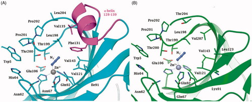 Figure 1. Active site view of A. hCA II (pdb 1RAY) and B. NgCA (pdb 1KOP) in adduct with the azide anion N3-. Amino acid residues of NgCA are renumbered according to the corresponding residues from hCA II. The zinc ion, represented as a grey sphere, is coordinated by three His residues, that are His94, His96 and His119, and the azide anion. Residues constituting the α-helix portion 128–139 are coloured magenta in hCA II, while being absent in NgCA.