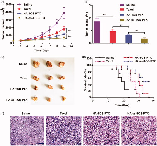 Figure 8. (A) The growth of tumors after being treated with saline, Taxol, HA-TOS-PTX and HA-ss-TOS-PTX (n = 11). (B) The weight of isolated tumor tissues from mice treated with saline, Taxol, HA-TOS-PTX, and HA-ss-TOS-PTX after 2 weeks (n = 3). (C) Images of isolated tumor tissues from mice treated with saline, Taxol, HA-TOS-PTX, and HA-ss-TOS-PTX after two weeks. (D) The survival rate of mice treated with saline, Taxol, HA-TOS-PTX, and HA-ss-TOS-PTX (n = 8). (E) The HE staining of isolated tumor tissues treated with saline, Taxol, HA-TOS-PTX and HA-ss-TOS-PTX after 2 weeks. Scale bars are 100 μm. *p < .05, **p < .01.