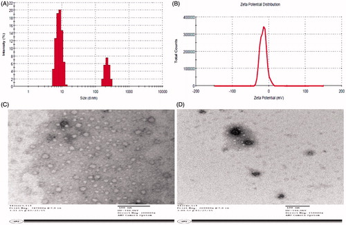 Figure 4. Particle size, zeta potential and morphological studies of NE6: (A) particle size (nm) analysis, (B) zeta potential (mV), (C) transmission electron micrograph (TEM) of blank nanoemulsion and (D) TEM of drug-loaded nanoemulsion (AmB-NE6).